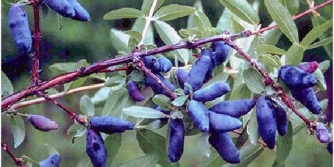 Orlovi nokti cinderella